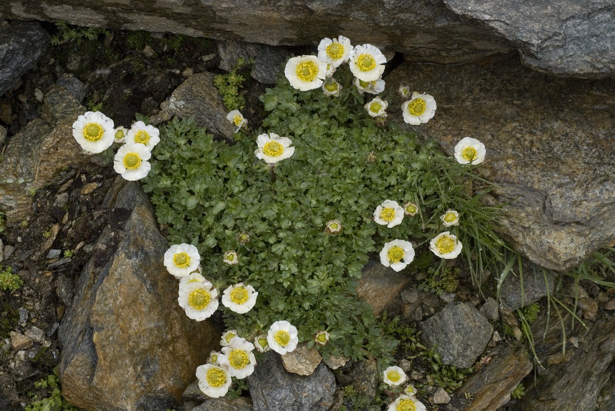 Ranunculus alpestris